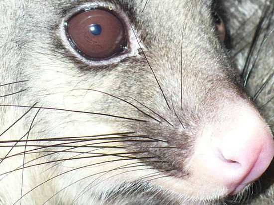 Possum-Gesicht in Nahaufnahme