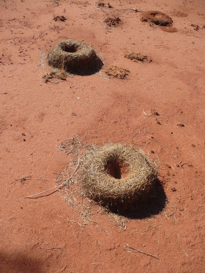 Kreisrunde Bauten einer Tierart