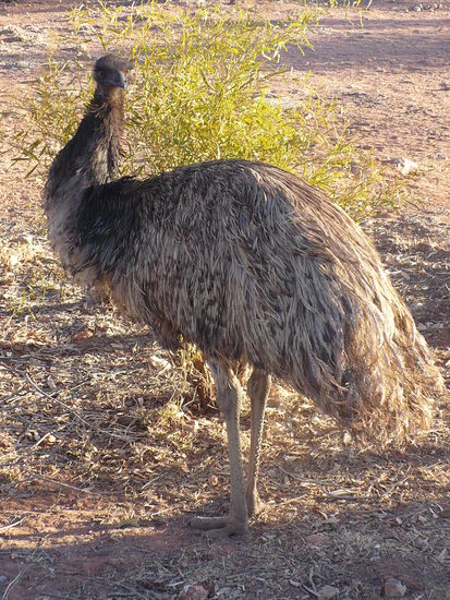 Der flugunfähige Emu ist der größte Vogel Australiens.