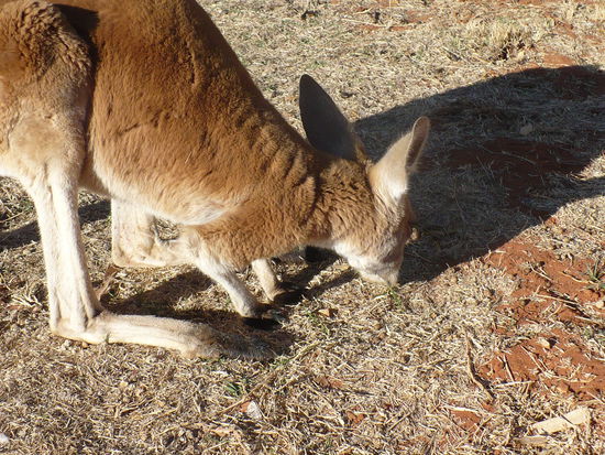 Bei der Nahrungsaufnahme