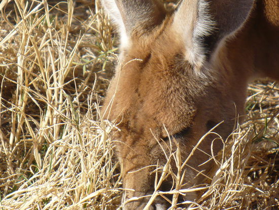 Ohne Scheu vor Menschen