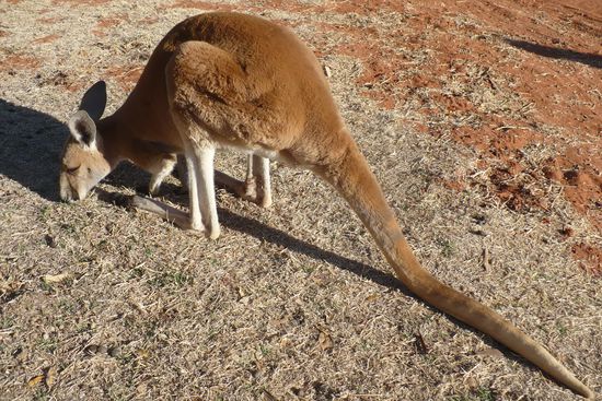 Das Größenverhältnis Körper zu Schwanz ist beim Roten Riesenkänguruh beeindruckend.