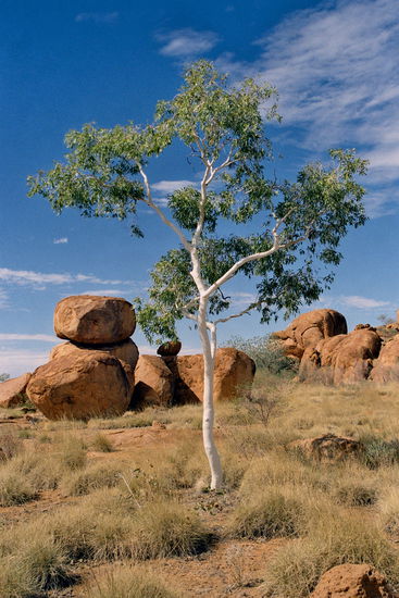 Die weiße Rinde ist der Grund für den Namen des Geistereukalyptusbaumes.