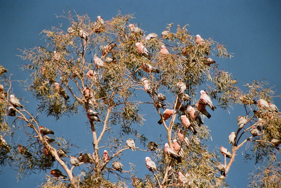 Rosa Kakadus sind im Outback oft zu sehen.