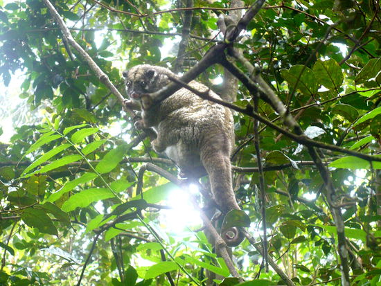Dieses Green Ringtailed Possum wurde im Mittagsschlaf gestört und klettert höher in das Geäst des Dschungels bei Malanda.