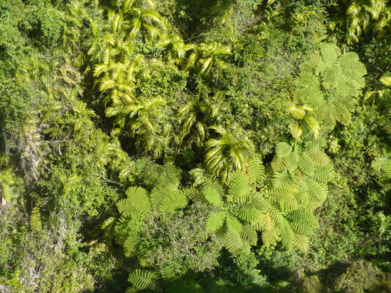 Vogelperspektive von einer Gondel der Seilbahn nach Kuranda auf die Baumfarne des Regenwaldes
