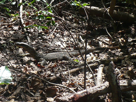 Ein ca. eineinhalb Meter langer Guanawaran beim Cape Tribulation