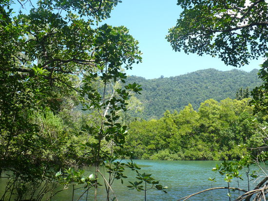 Im Mangrovenwald beim Cape Tribulation