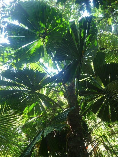 Fächerpalme im Urwald