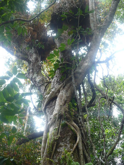 Stellt ein eigenes Biotop dar: Ein tropischer Regenwaldbaum