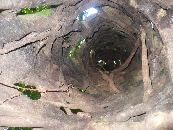 Blick in das nach Absterben des Wirtsbaumes hohle Gestrick der Schmarotzerpflanze