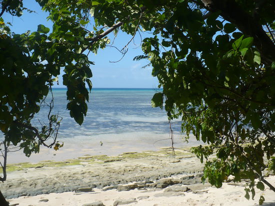 Auf der bewaldeten Koralleninsel Green Island