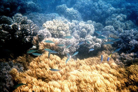 Ein Schwarm blauer Fische über einem Anemonenfeld