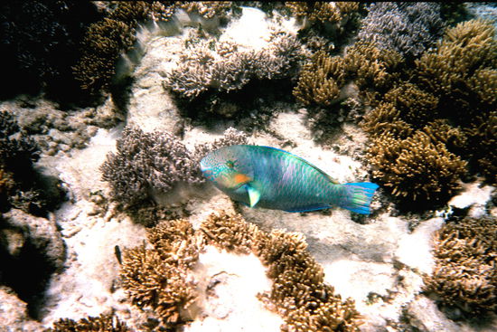 Papageienfische fressen Steinkorallen und zerbeißen deren Skelett zu Korallensand.