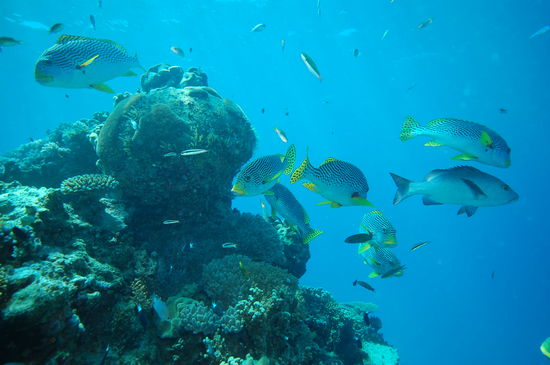 Ein Schwarm Süßlippen