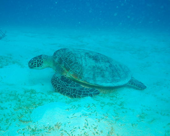 Diese Schildkröte weidet das Seegras am Fuß des Milln Reef ab.
