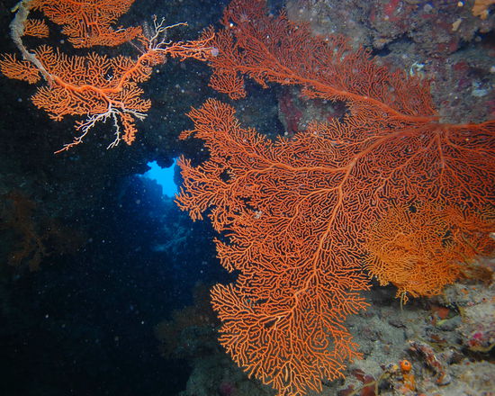Rote Fächerkrallen in einer fantastischen Unterwasserlandschaft am Milln Reef. Ihre leuchtende Farbe zeigen sie allerdings nur im künstlichen Licht von Kamerablitz oder Taschenlampe.