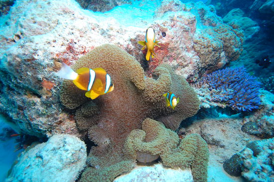 Diese Fische haben sich zu dritt bei einer Anemone einquartiert.