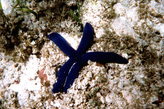 Blauer Seestern im Flachwasserbereich