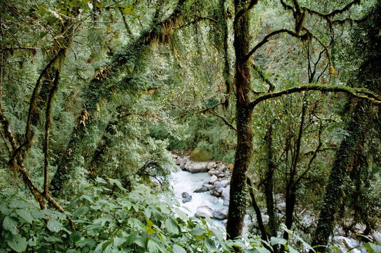 Dichter Regenwald mit Bambus, Farnen, Flechten und moosbewachsenen Bäumen.