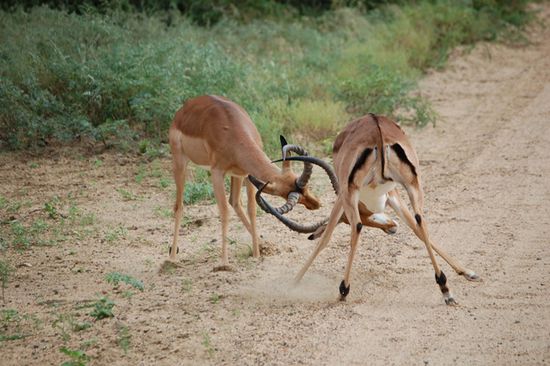 Impalas beim Kampf