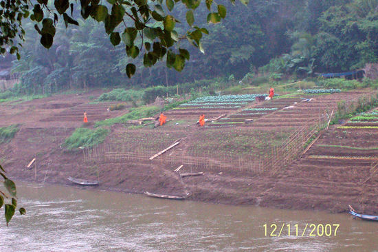 Luang Prabang Mönche bei der Feldarbeit am Mekongufer