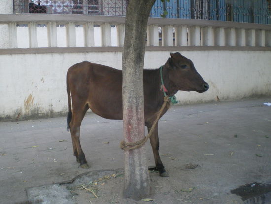 ein heiliges kuhbaby