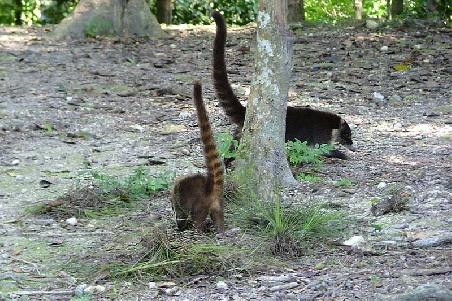 Niedliche aber aufdringliche Coatis auch Nasenbaeren genannt.