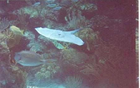 Aquarium in Xcaret
