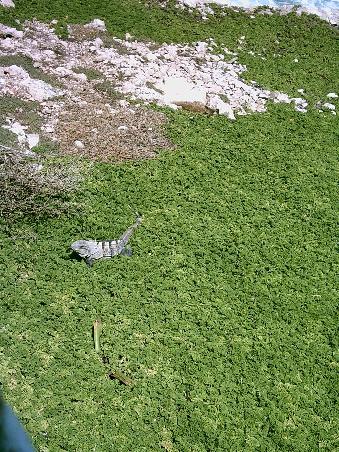 an der Suedspitze der Insel
