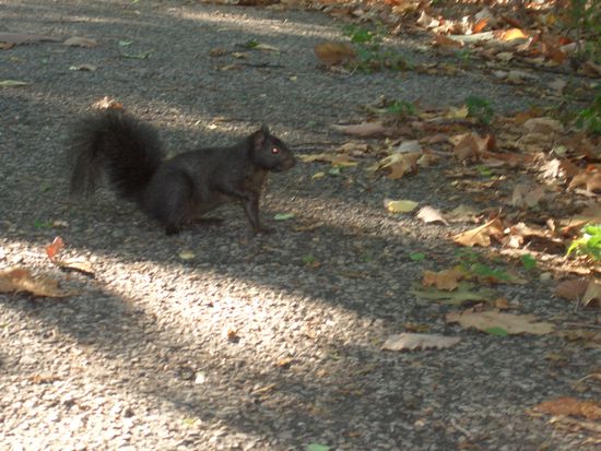 die niedlichen kleinen Eichhoernchen gibt es zuhauf im Central Park