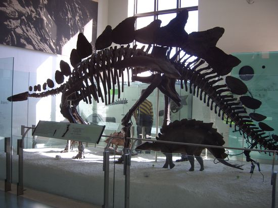 Stegosaurus