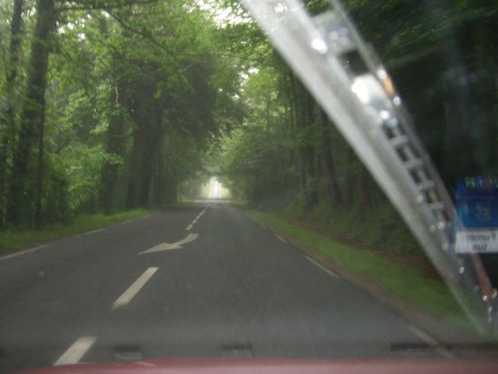 der Wald wirkte fast verzaubert