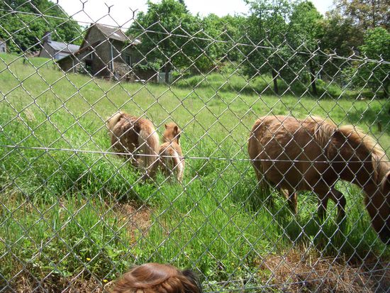 das Fohlen war kaum groesser als Bonito