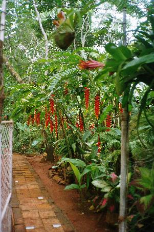 im Jardin de Caridad