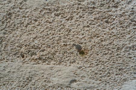 Suchbild von Einsiedlerkrebs