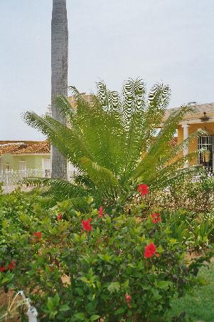 ein Hibiskus, eine kleine Palme und eine grosse Palme
