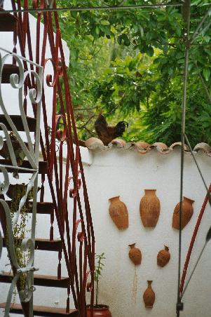 Hahn in unserer Casa Particular( vor unserem Zimmer)
