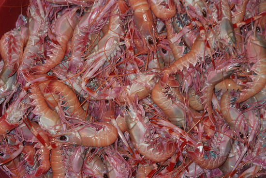 Buntes Angebot auf dem Markt, das krabbelt alles noch