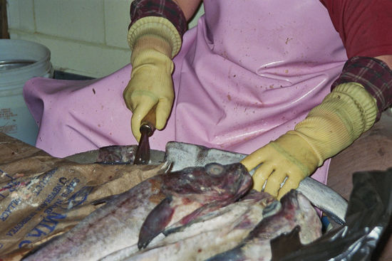 Ja, Ja alles wird lebend angeboten