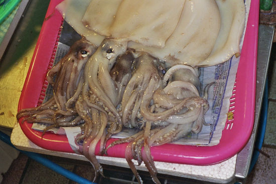 und die Tintenfische leben, einer hat mich immer angeschaut