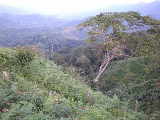 Kaffeanbau wird an jedem noch so unmöglichen Hang betrieben