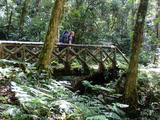 Bruecke im Wald!