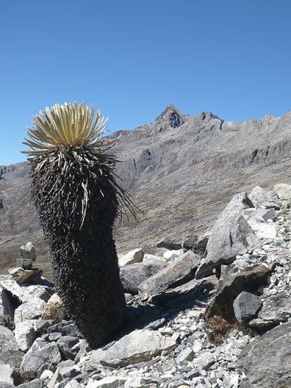 Der Pico Bolivar mit gut und gerne keinen 5007m û. dem Meer.