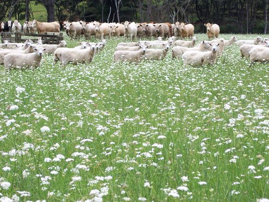 die zwei groessten Bevoelkerungsgruppen