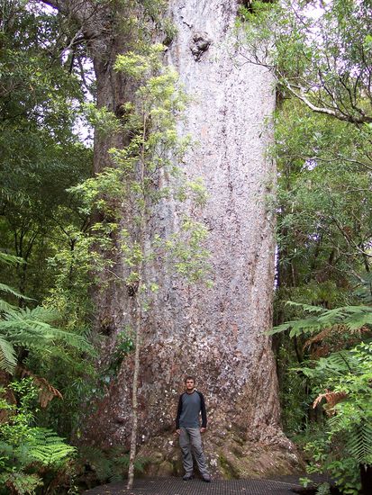 ein paar von diesen alten Riesen stehen noch