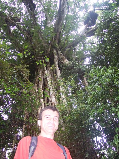 Certain Fig Tree im Hintergrund im Rain Forest