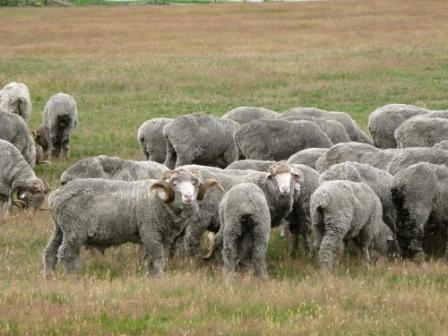Merino
