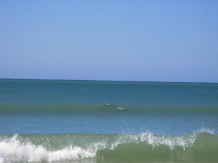 Hector Dolfins