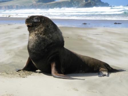 Sea Lion